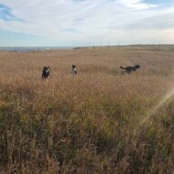 Teela, boomer & Cao #yyc #dogwalking