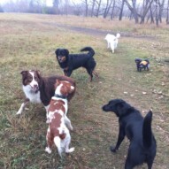 Buddy, Wallace, Waylon, Baxter, Sophie & Kia #yycpackwalks #packlife