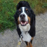 It is with very heavy hearts that we had to say good bye to our good pal, Nelson in October. Nelson was a Runs with Rover regular pup for the last several years. Unfortunately, he was hit with Cancer at an early age and devastated us all. He always enjoyed his pack walks, right up until it was time for him to cross over rainbow bridge. Until we meet again, Nelson. Rest In Peace. #rainbowbridge #calgarydoglife