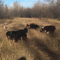 Morning pack #calgarydogwalkers