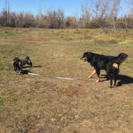 Molly, Sophie & Baxter #allbreedsallsizes #calgarydoglife