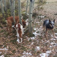 Sarge, Wallace, River #calgarydoglife