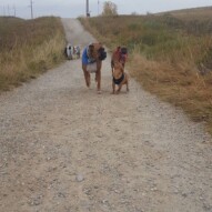Boomer, Quinn, addy and Taz, Clark #yyc #packwalks #dogwalking