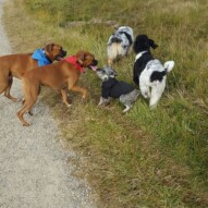 Addy Taz Paco quinn & boomer #yyc #packwalks #dogwalking