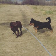 Action shot: Bruce, Baxter #calgarydoglife #packlife