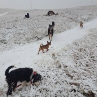 Maggie, Lois, Clark, Teela, boomer, Cao & Bailey #yycdogwalking #packwalks
