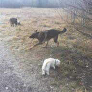 Mr.Baxter, Gander & Waylon #yycpackwalks