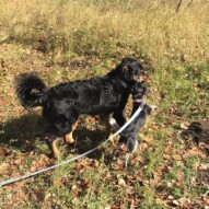 Best buddies: Baxter & Molly #allbreedsallsizes #calgarydogwalkers