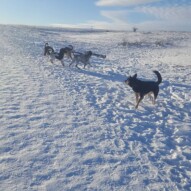 Teela, knute, boomer, Samson and Maggie #yycdogwalking #dogwalker #dogs