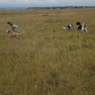 Knute fozzy quinn & boomer #yyc #dogwalking