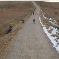 Boomer, Daisy, Paco, molly, and teddy #yyc #packwalks