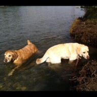 Jake & Samson