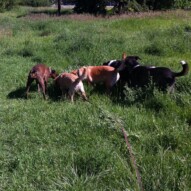 July walks