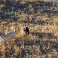 Molly & Piper #yycdogwalking #packwalks