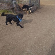 Cao & Teela #yycdogwalking #dogs #packwalks