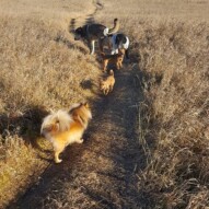 Wiley, Lois and Clark, Samson and boomer #yycdogwalking #packwalkscalgary
