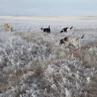 Finnigan, fozzy, Maggie, knute & boomer #yycdogwalking #packwalks