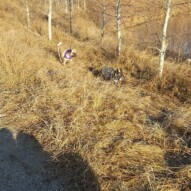 Piper & molly #yycdogwalking #packwalks