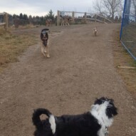 Maggie, Bailey, Navi, Samson & Ruby #yycdogwalking #packwalkscalgary