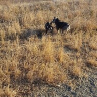 Paco & molly #yycdogwalking #packwalks