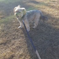 Riley #yycdogwalking #packwalkscalgary