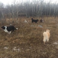 Guinness, Storm, Wallace, Baxter & Waylon #yycdogs #calgarydogwalkers