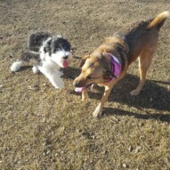 Maggie and Navi #yycdogwalking #packwalkscalgary