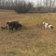 Wallace, Baxter, Waylon & Sophie #doglife #calgarydogs #calgarydogwalkers
