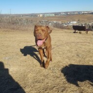 Welcome to the pack Herbie!!! #yycdogwalking #packwalkscalgary
