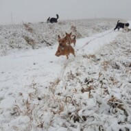 Lois and Clark running in the snow #yycdogwalking #packwalks
