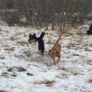 Storm and Molly #packwalksswcalgary #packwalksincalgary #dogwalkingcalgary