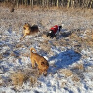 Wiley, Alara & Lois #yycdogwalking #packwalks