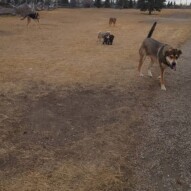 Bailey, Samson, Navi, sophie & Riley #packwalks #dogwalker