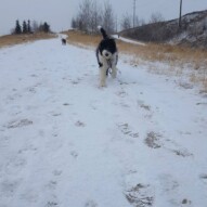 Molly & Maggie #yycdogwalking #dogwalker