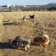 Wiley, Riley, sophie, ruby, Bailey & Cao #yycdogwalking #packwalks