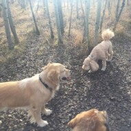 Guinness & Abby #calgarydogwalkers