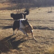 Storm, Molly & Baxter #yycdogwalkers