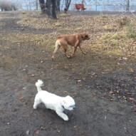 Mr.Baxter & River #allbreedsallsizes #calgarydogs