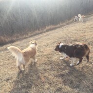 Guinness & Waylon #yycdogslife #yycdogwalkers