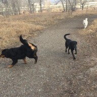 Baxter, Buddy & Kia #calgarydogwalkers