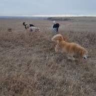 Fozzy, finnigan, Teela, boomer & Clark #yycdogwalking #packwalks