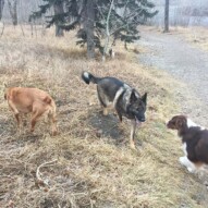 River, Gander & Waylon #calgarydogwalkers