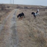 Pepsi, Lois & boomer#yycdogwalking #packwalks