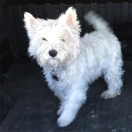 Welcome to the pack, Iggy!!