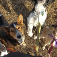 Sniper, Oliver, boomer & Piper #yycdogwalking #packwalks