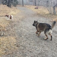 Wallace & Gander#yycdogwalkers