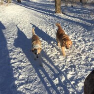 Jazz & Bebe #packwalksswcalgary #dogwalkingcalgary