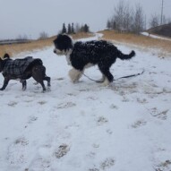 Molly & maggie #yycdogwalking #packwalks