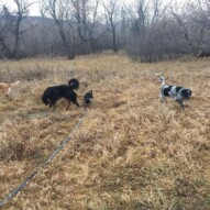 Miss Molly, Baxter, Molly & Vin #allbreedsallsizes #yycdogslife