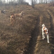 Wallace, River, Guinness & Waylon #calgarydogwalkers